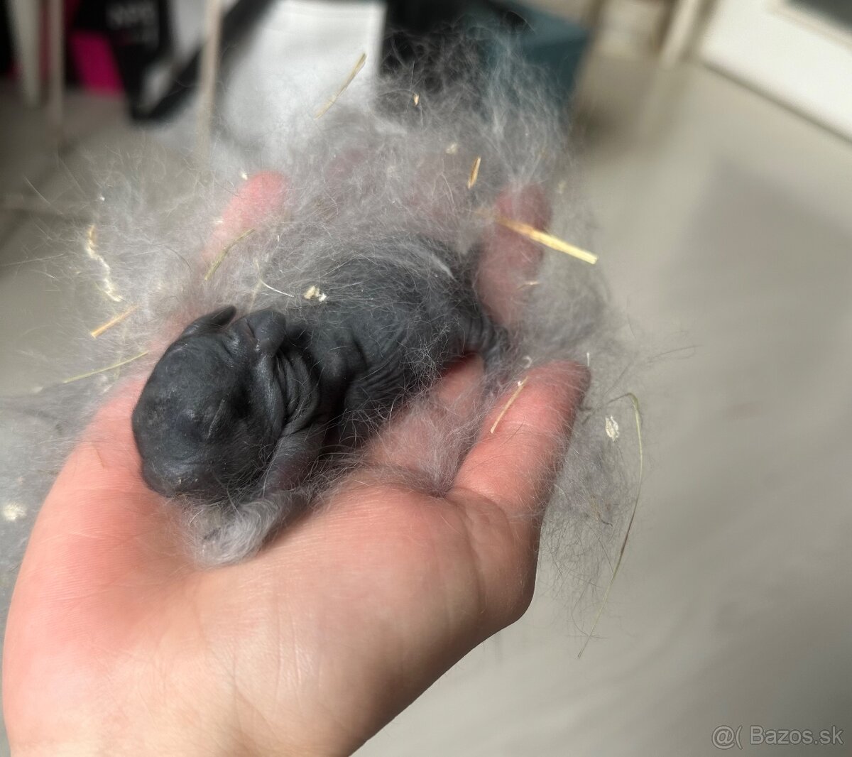 🩷Minilop zakrsly kralik 🐰🩷 - 13