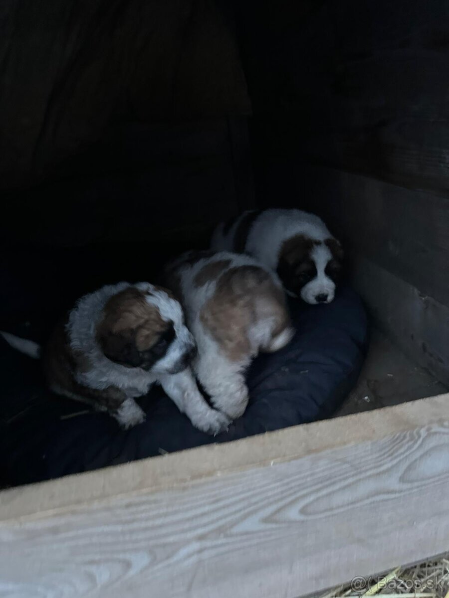 Moskovský strážny pes - 13