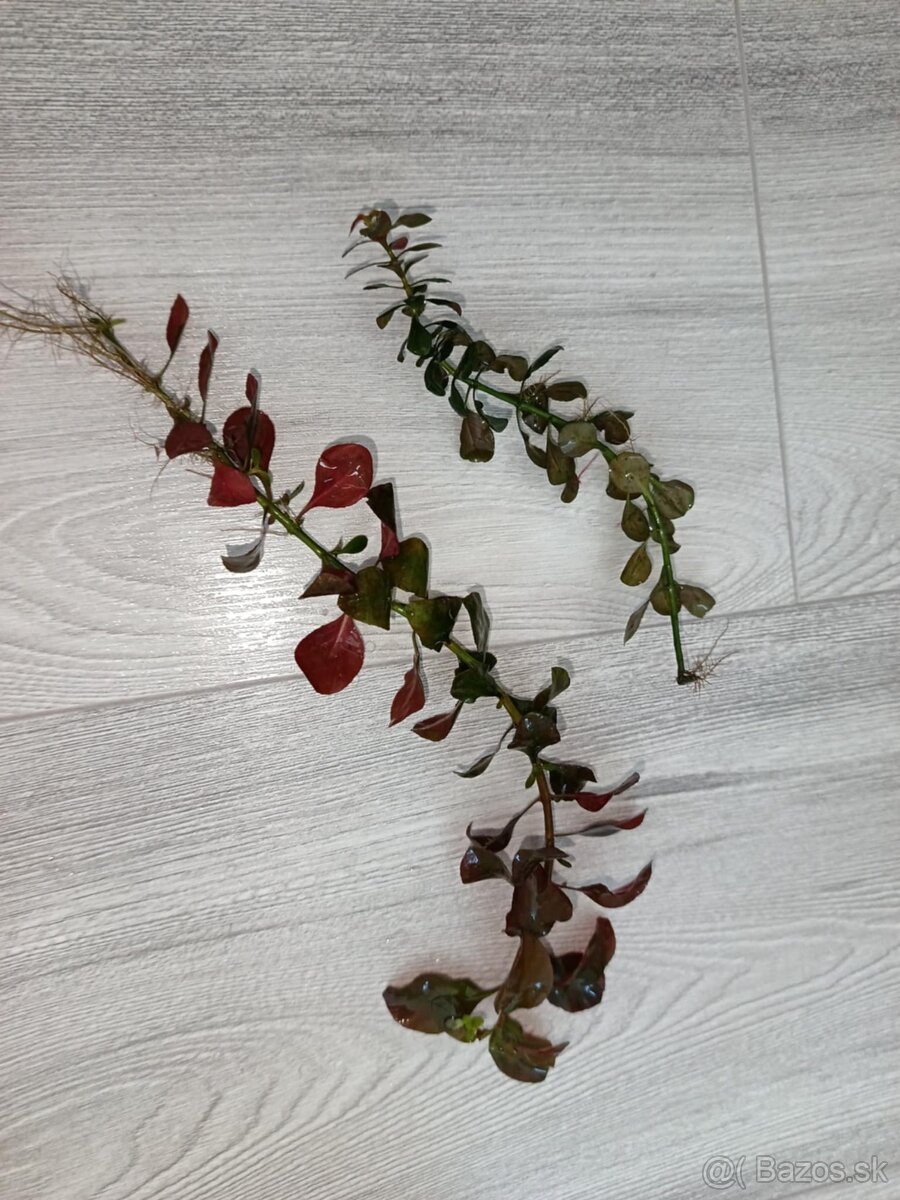 Akvarijné rastliny - 13