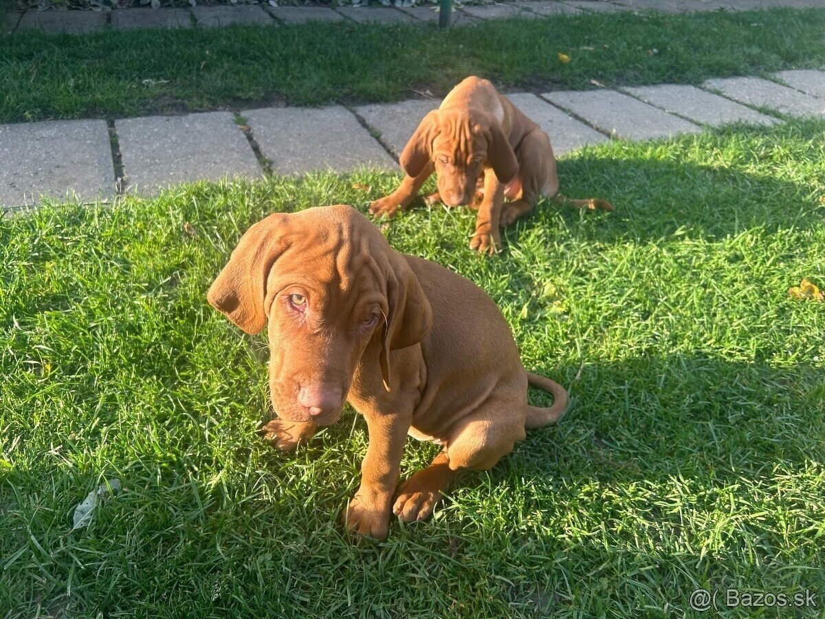 Madarska vyzla - steniatka - 13