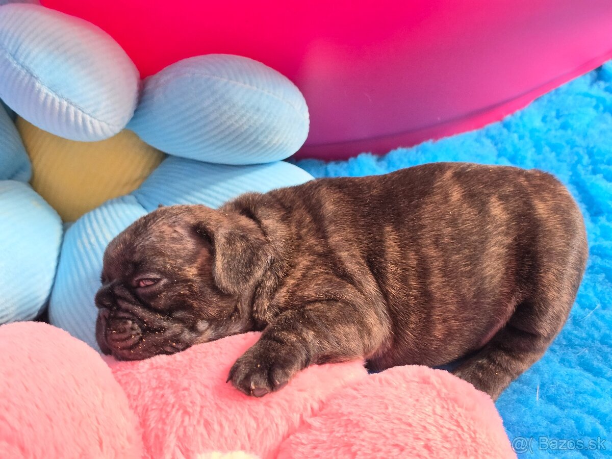 Francúzsky buldoček - 13