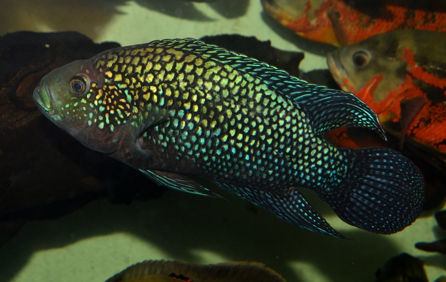 Americké cichlidy - 13