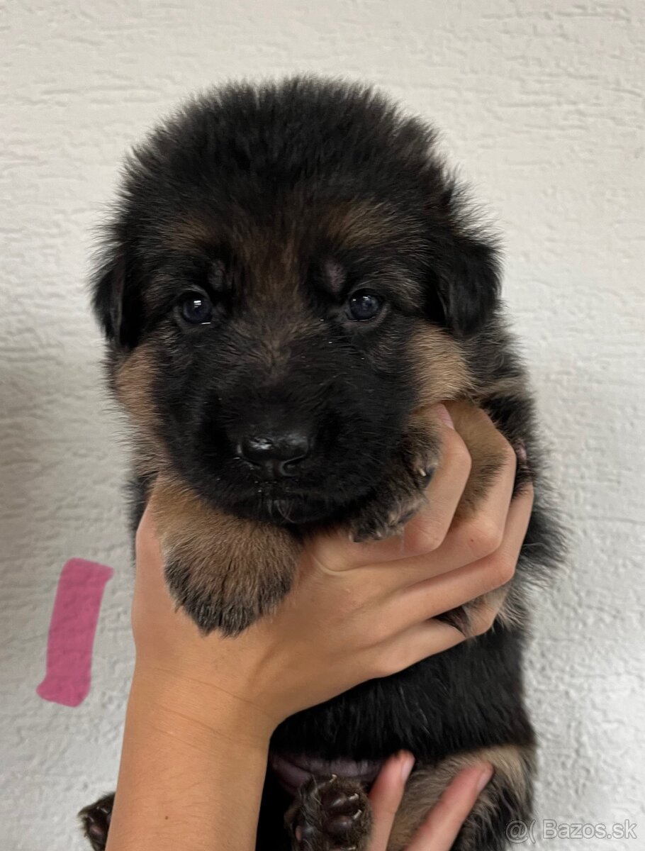 Šteniatka nemeckého ovčiaka typu Rex s PP - 13