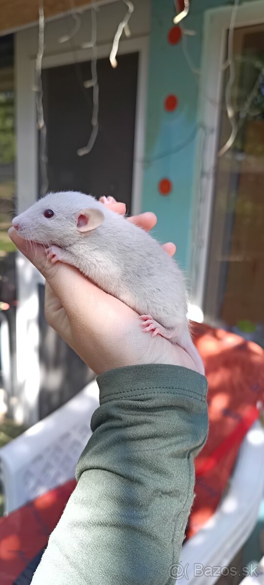 💗Potkaníky z ChS - 13
