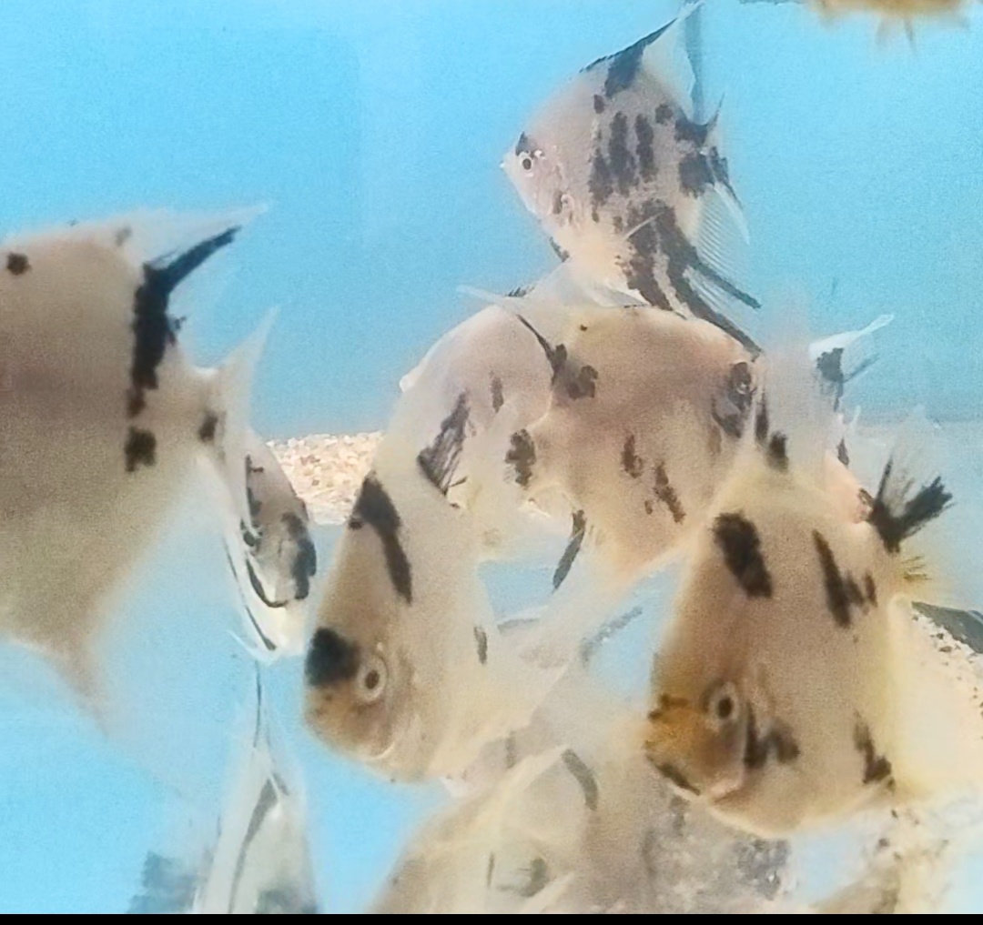 TITÁN FISH - 13