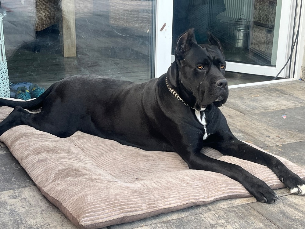 Cane Corso s PP - 13