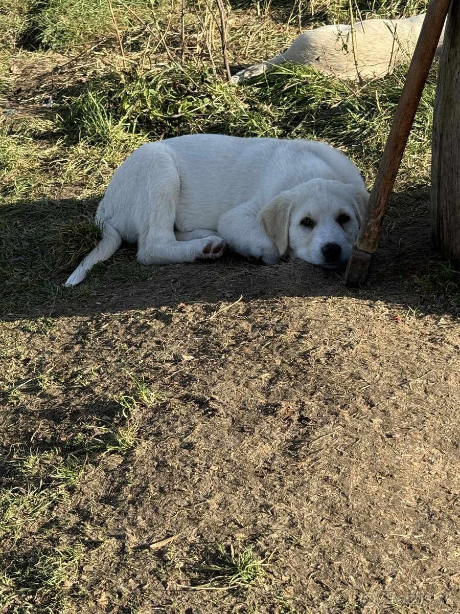 Predám šteniatka kangaly - 13