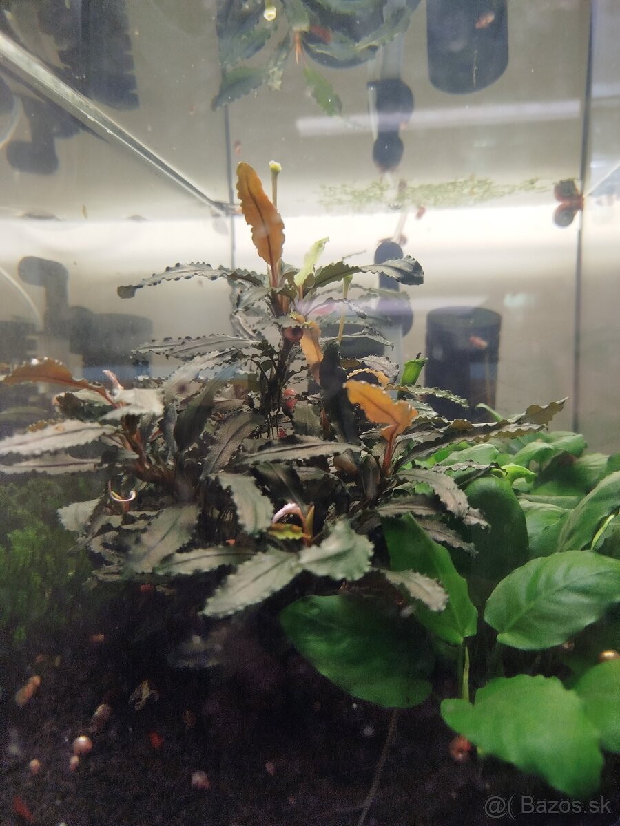 Raritné machy a rastliny - 13