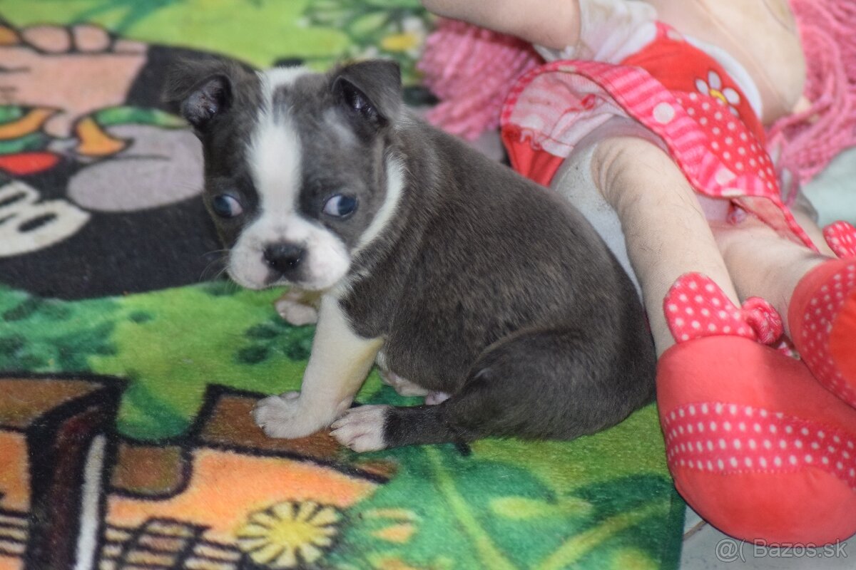 bostonský teriér s PP - modrý pejsek+ modrá holčička - 13