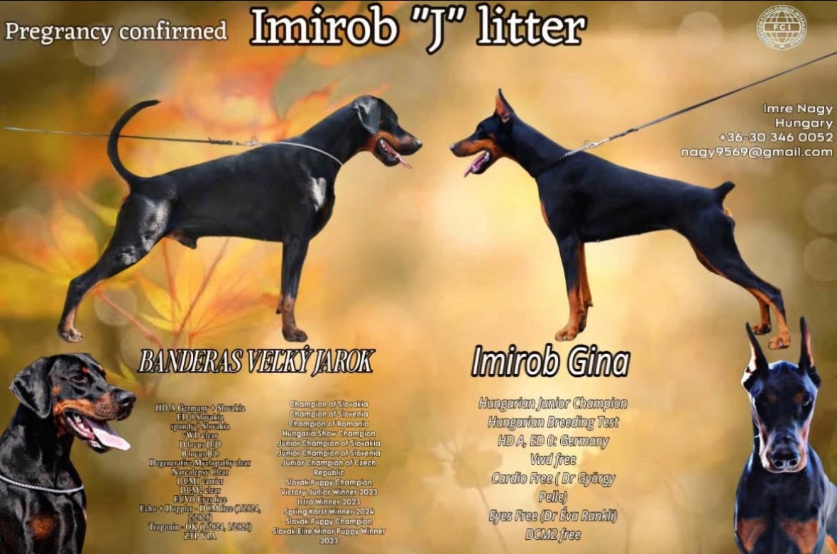 DOBERMAN ŠTENIATKA S FCI PP - 13