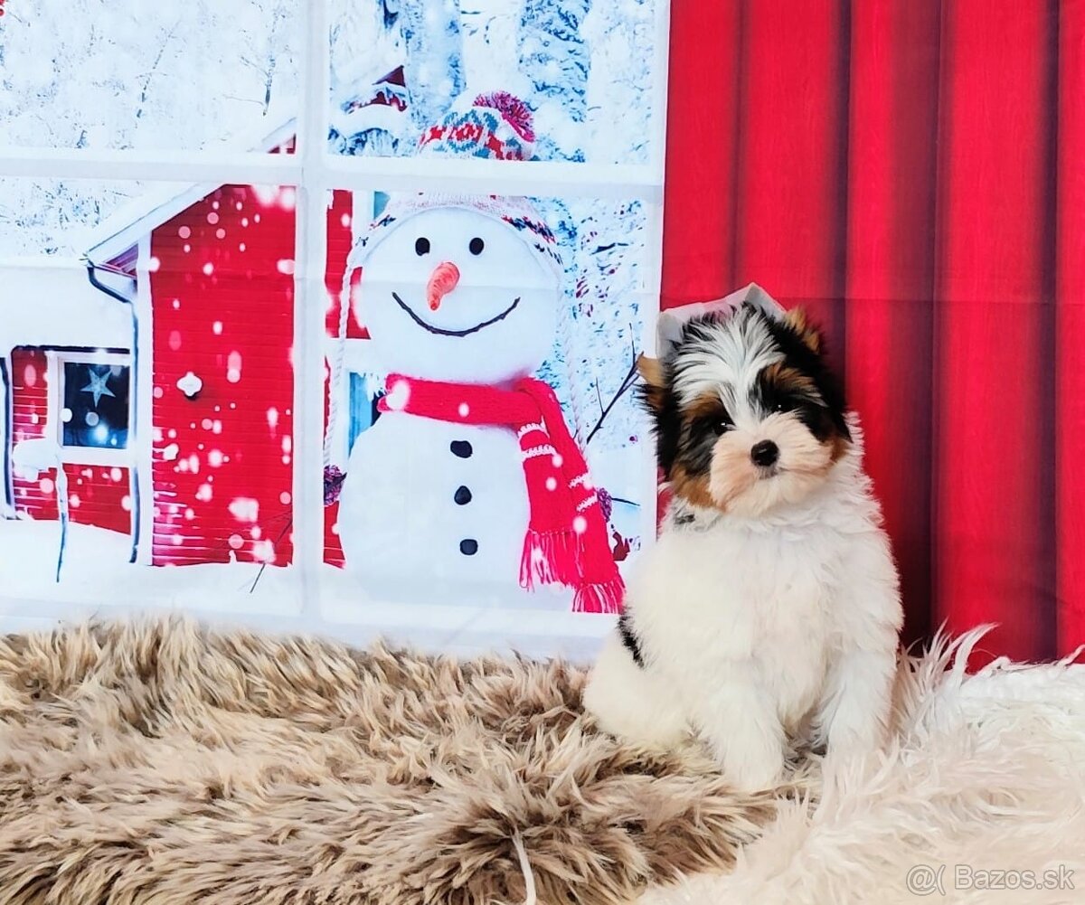 Yorkshire teriér, Biewer, Biro, Yorkshire teriér s PP - 13