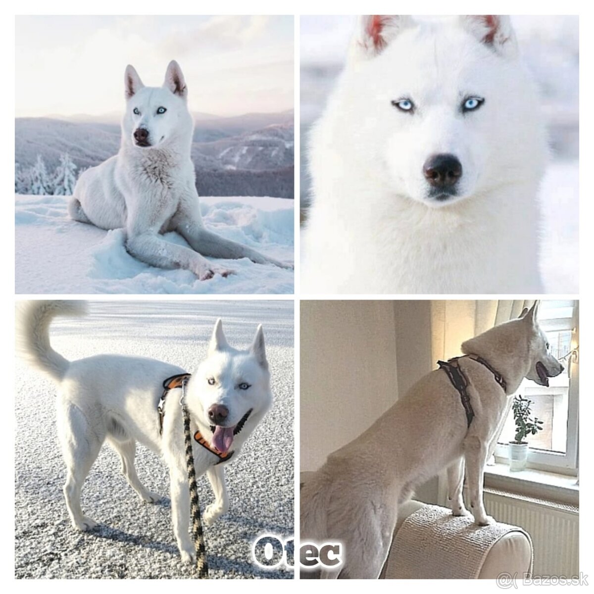 Sibírsky husky hasky - 13