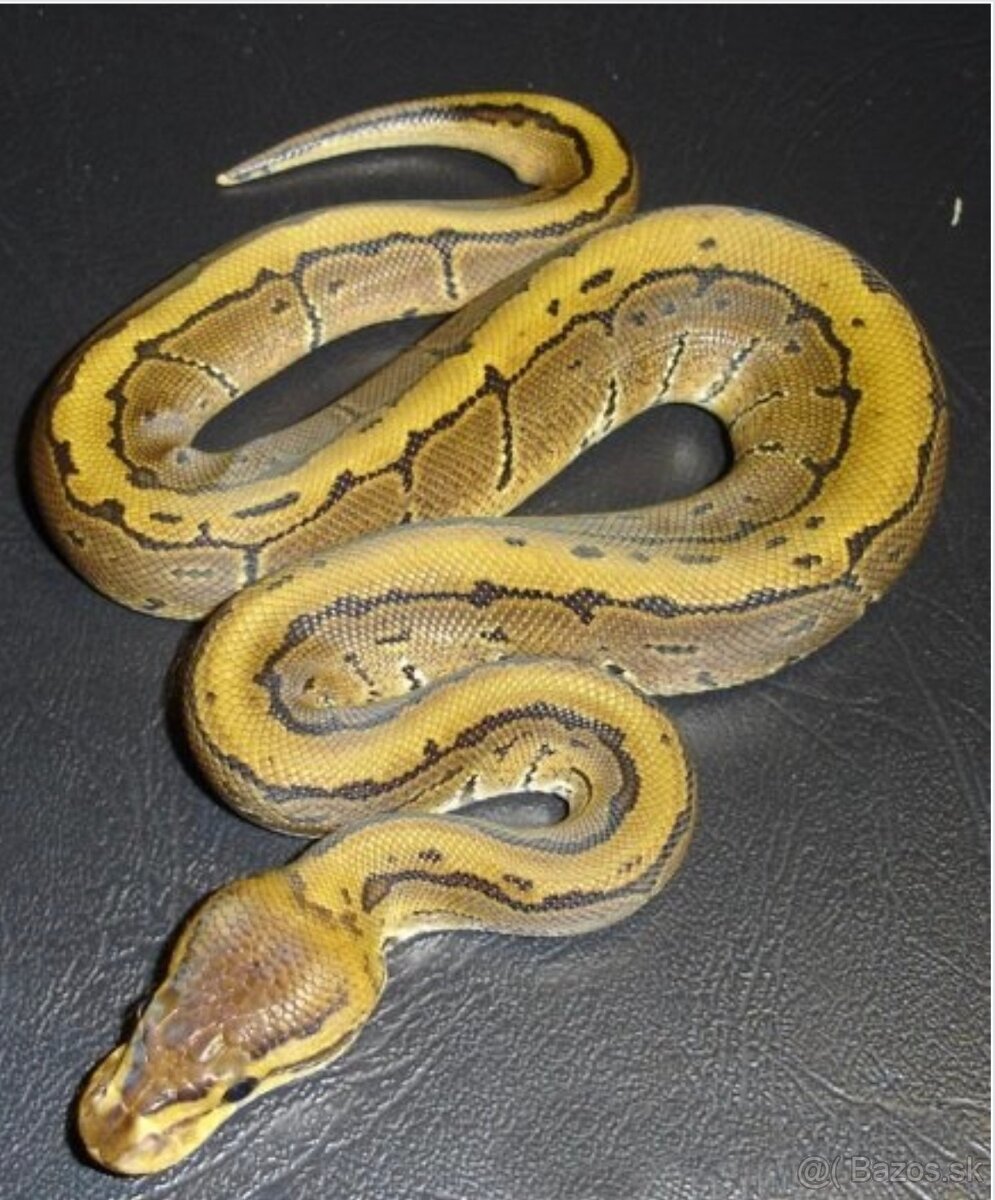 Python regius (Pytón Kráľovský) párik + tera - 13