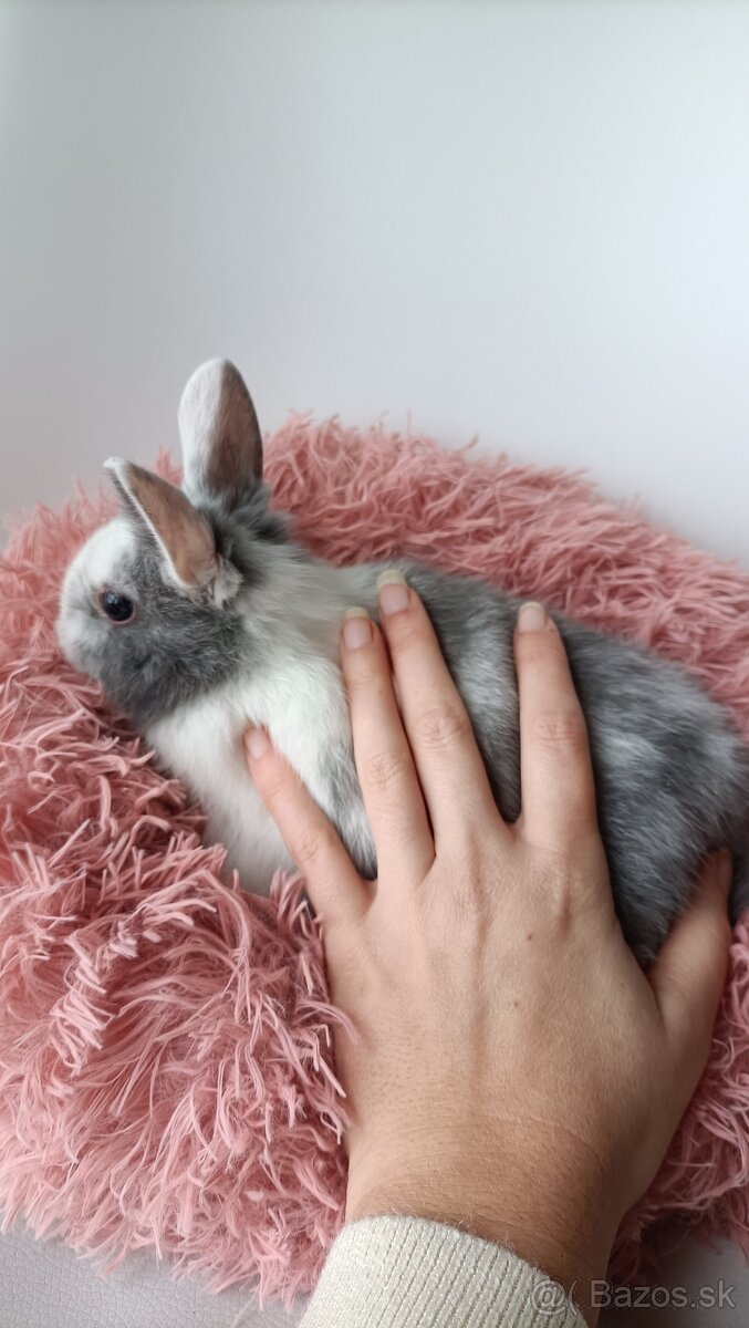 Zdrobnené kraliky - 13