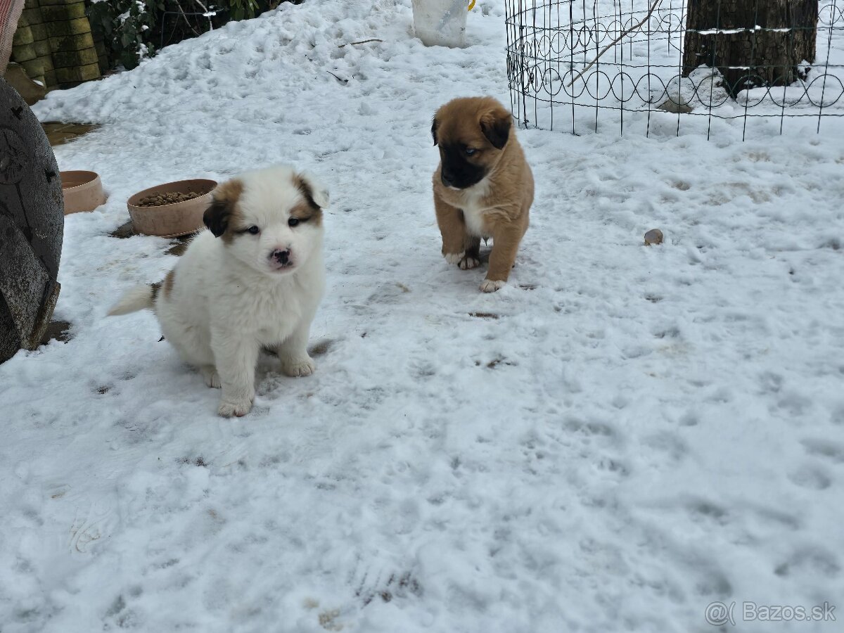 Krásne Šteniatko - 13