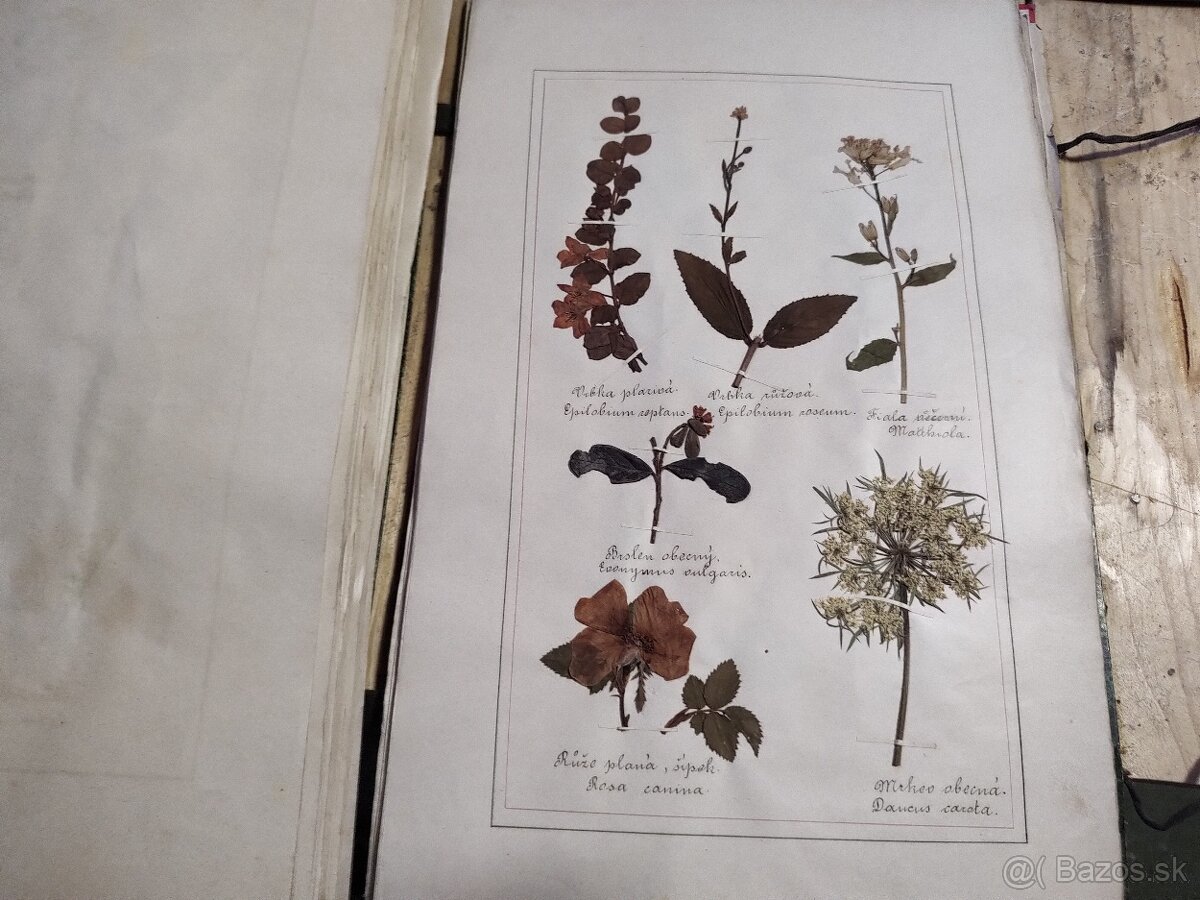 Starožitný Herbár 1892 , 392 exemplárov rastlín - 13