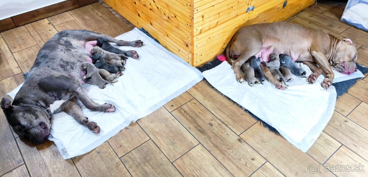 Štěňátka American Bully XL - registrace ABKC (Jihlava CZ) - 13