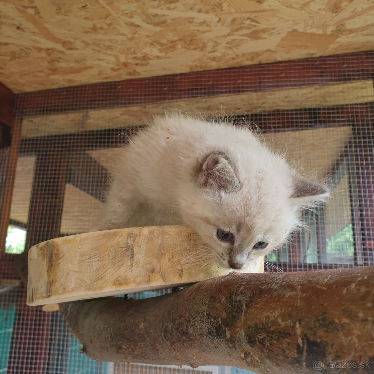 Ponukam maciatka ragdoll - 13