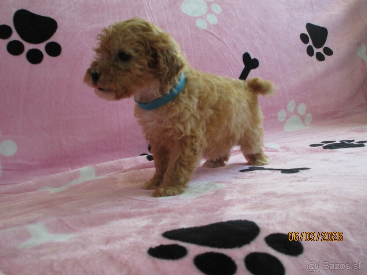 Pudel toy apricot white - 13