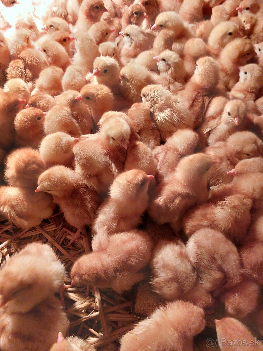 Kuričky DOMINNAT - 13