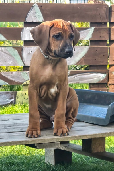 Šteniatka rodézskeho ridgebacka - 13