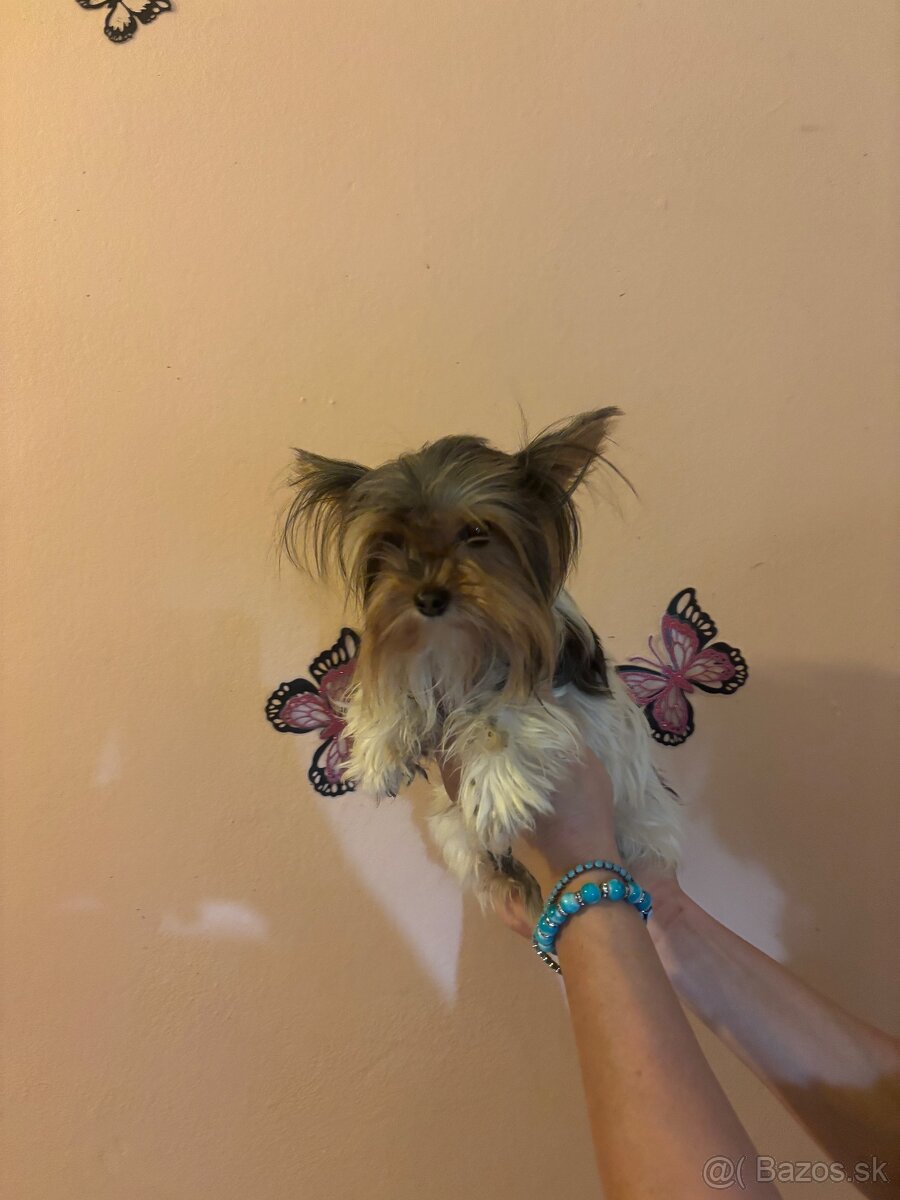 Yorkshirsky terier, yorkshirsky terier mini, biewer - 13