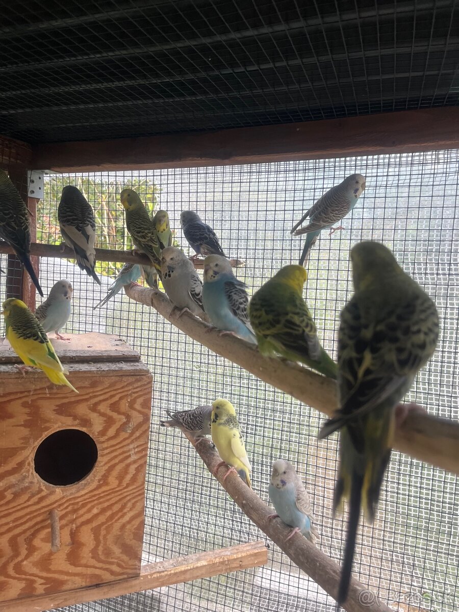 Andulky z volieri - 13