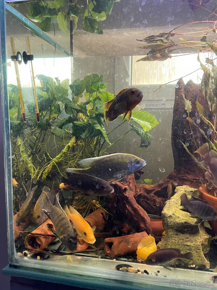 Cichlidy - 13
