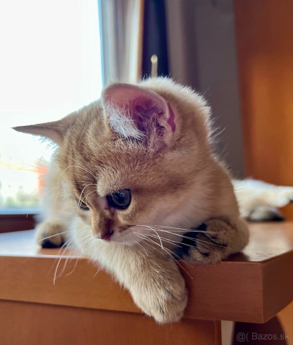 Scottish Straight v zlatej farbe - 13