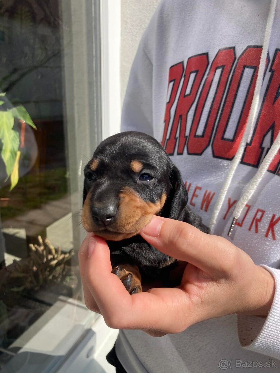 Jazveciky na predaj - 13