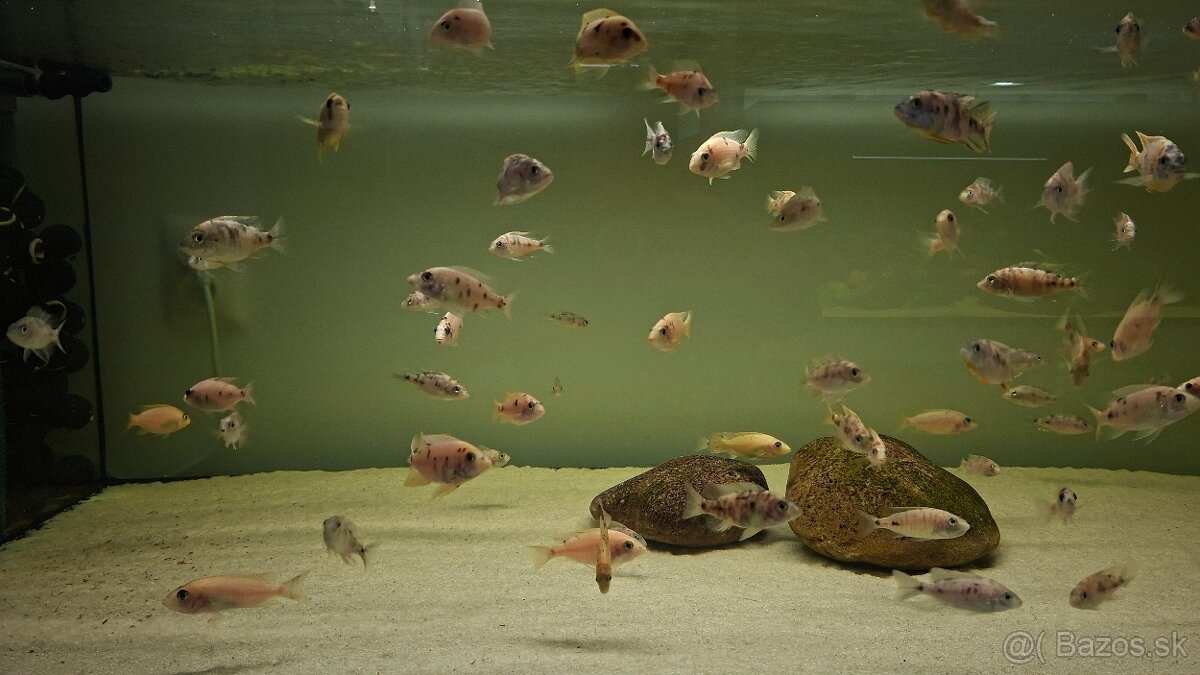 Africké cichlidy Malawi - 13