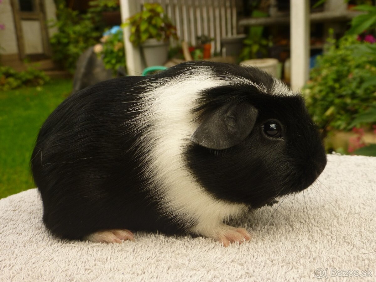 Morčiatka s rodokmeňom - 13