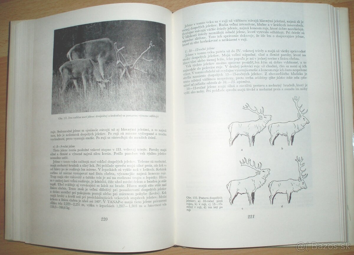 Jelenia zver - 13