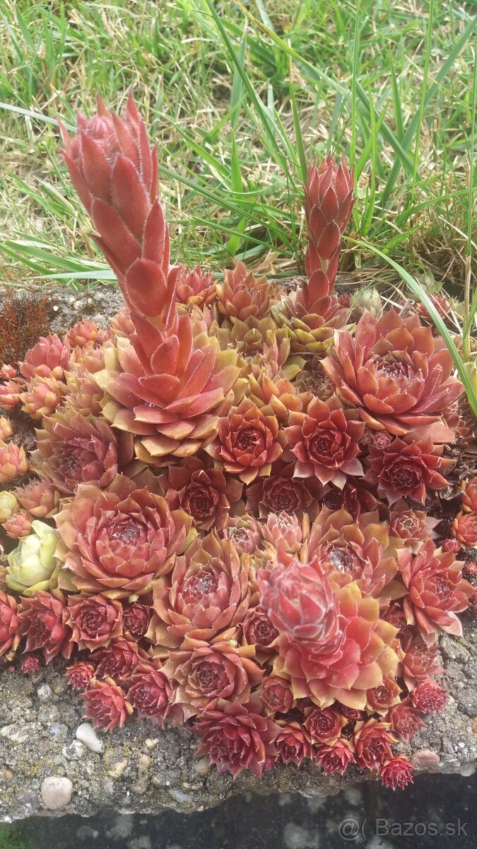 Kyble,vedra,bandasky,vajcia - 13