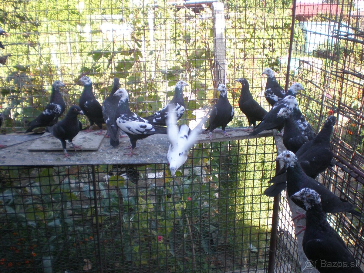 Predám poštové holuby - 13