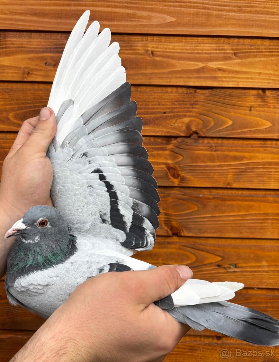 Poštové holuby - 13
