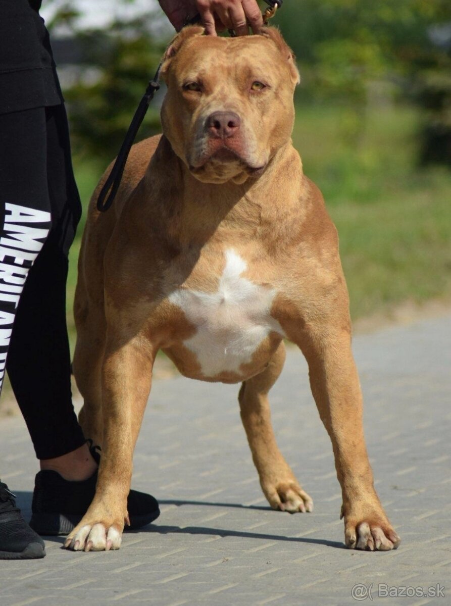 American Bully XL XXL - 13