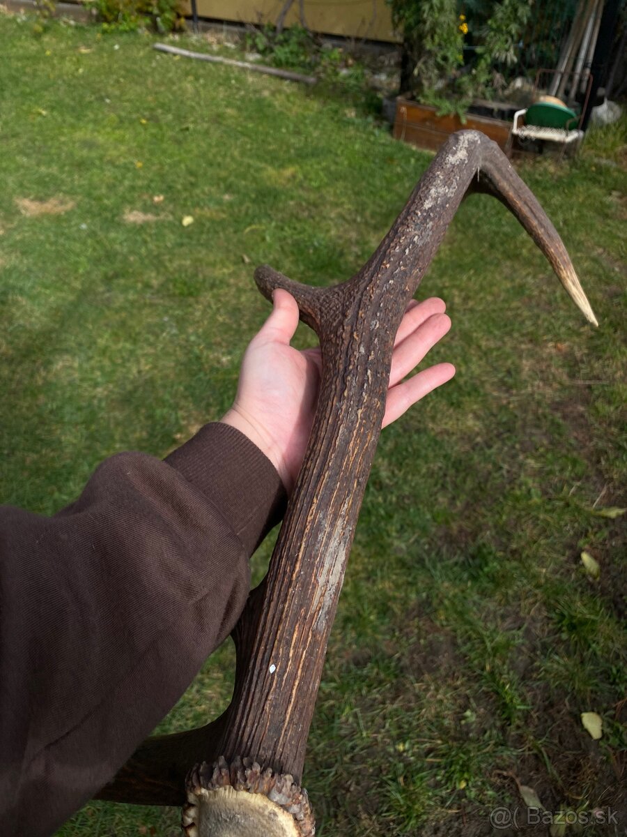 Jelenie zhody / parohy 74cm - 13