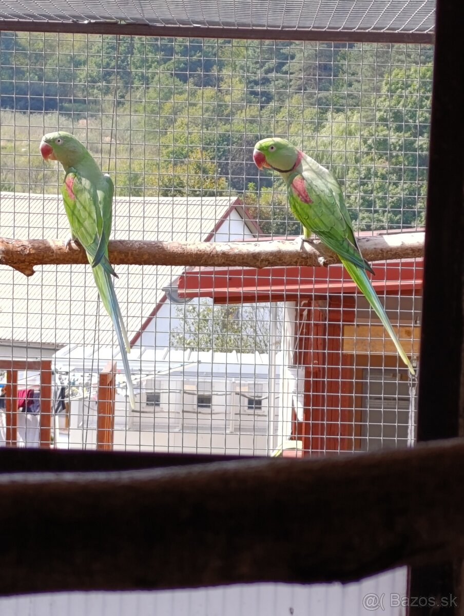 Alexander velký - 13