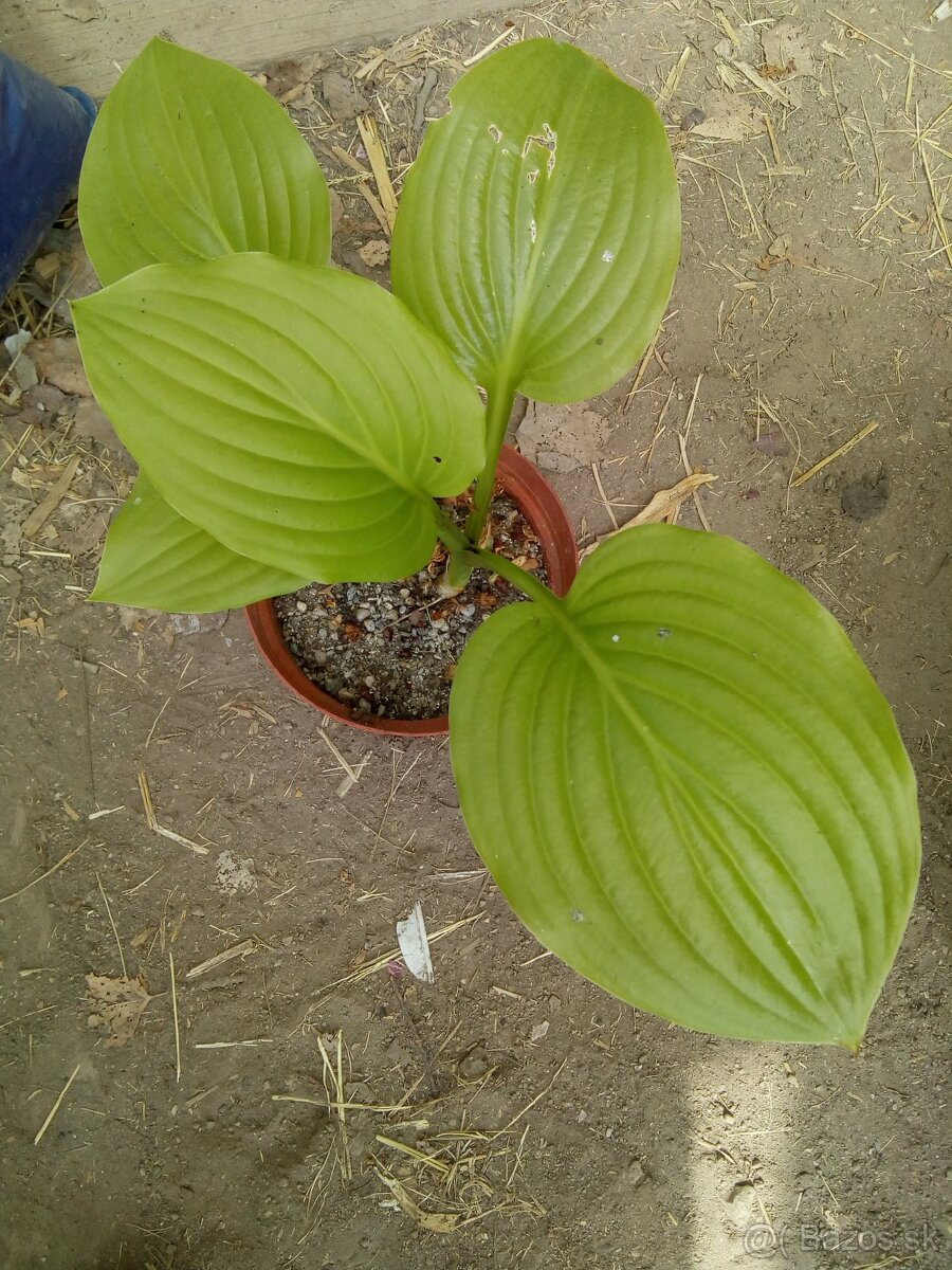 Hosta - 13
