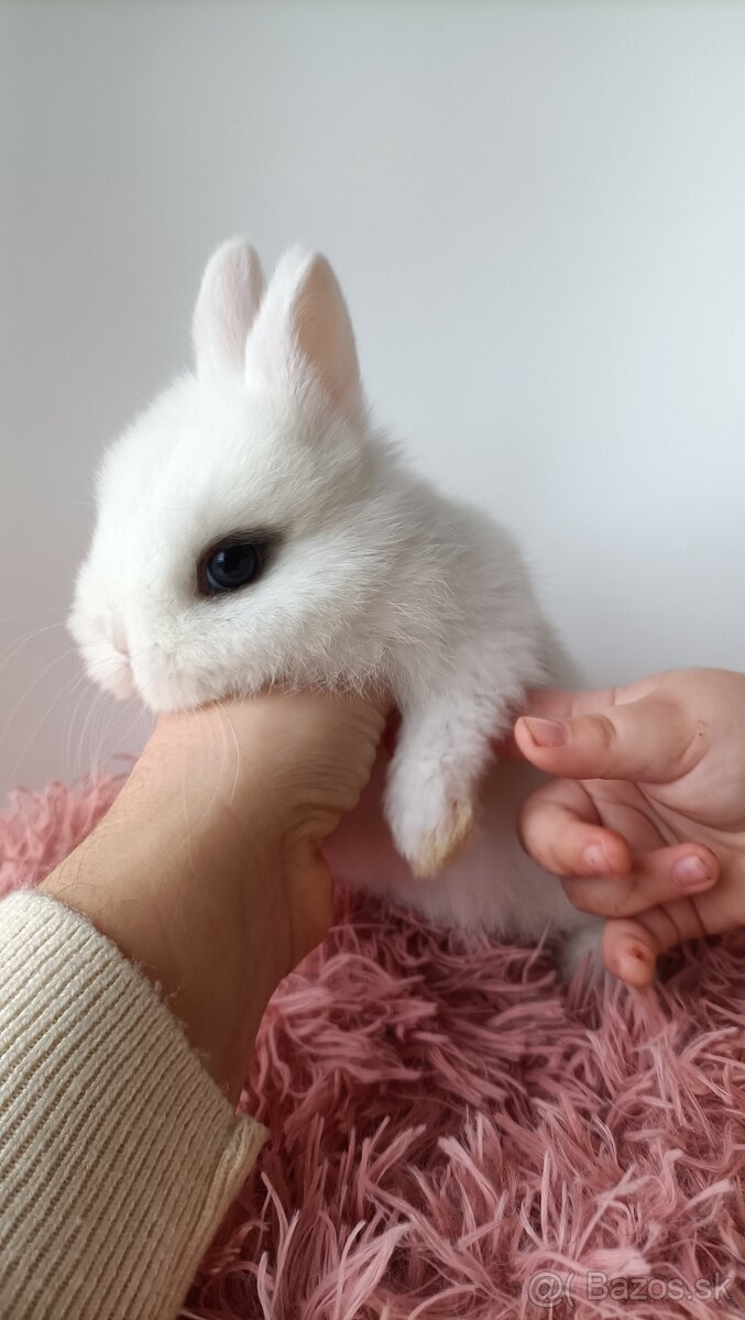 Zdrobnené kraliky - 13