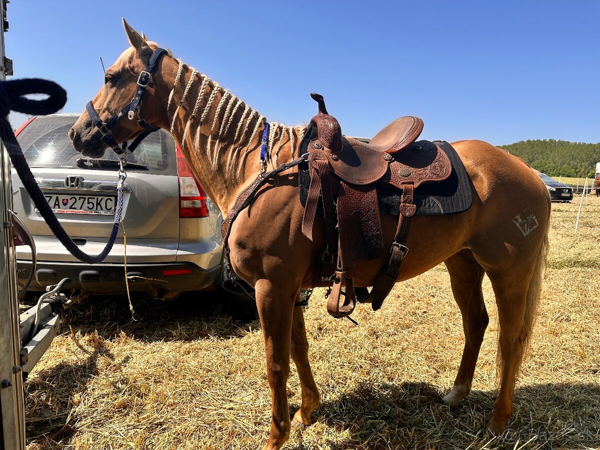 Kobyla AQH / Quarter Horse - 13