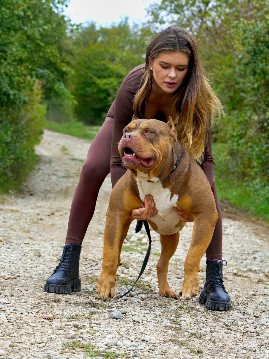 American bully xl - 13