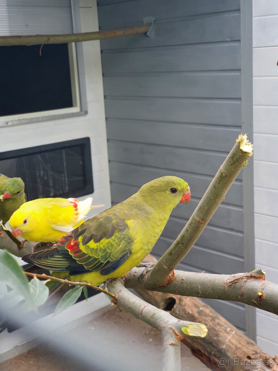 Inka,ruzovy lutino, horsky - 13