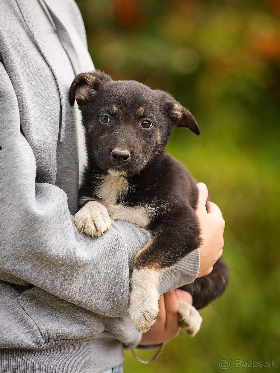 Darujem originálne šteniatka - mix husky / vlčiak / jazvečík - 13