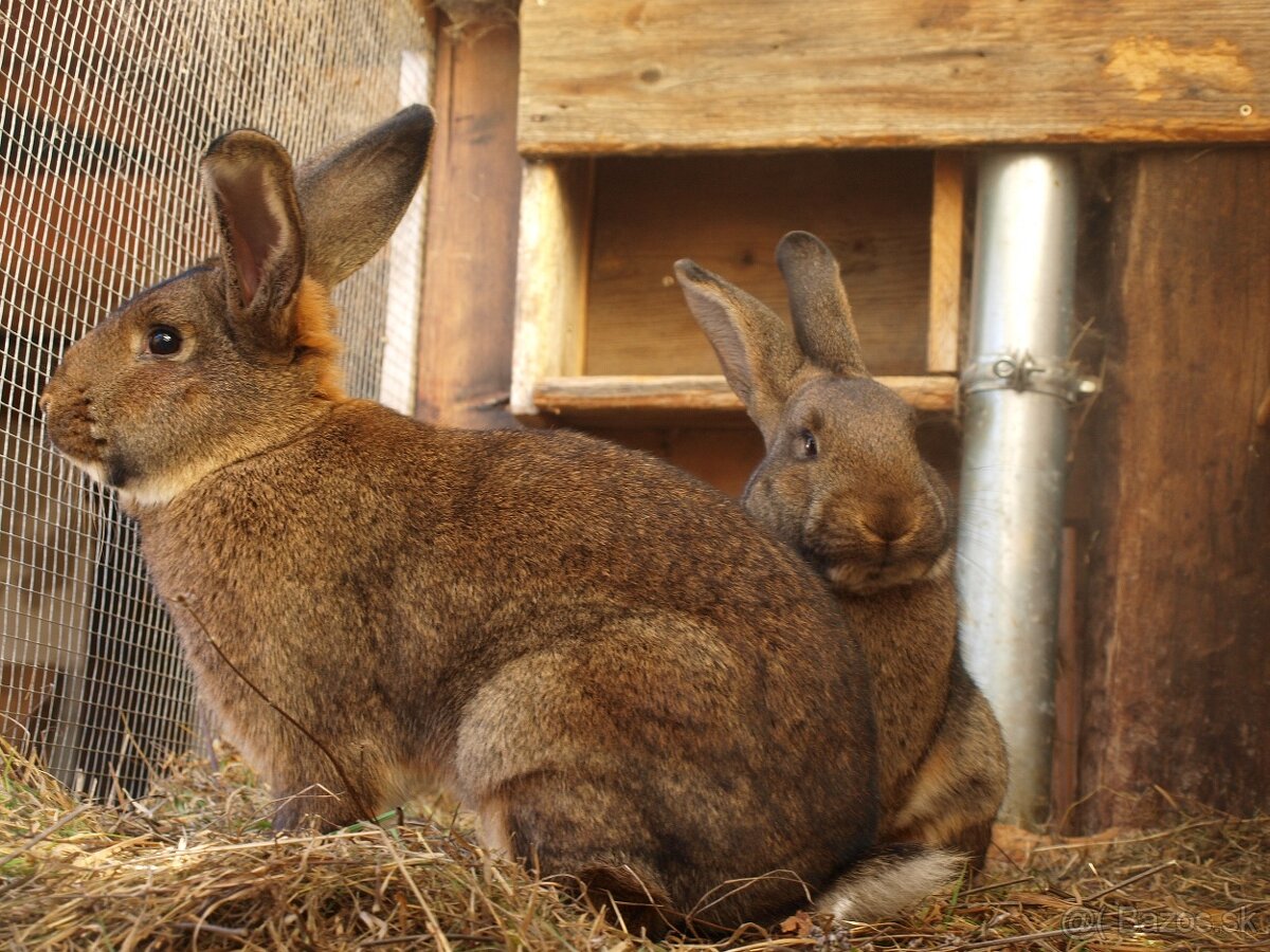 zajace z voľného výbehu a voliéry- ideálne na chov - 13