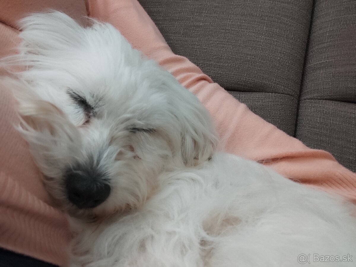 Stráženie psov - 13