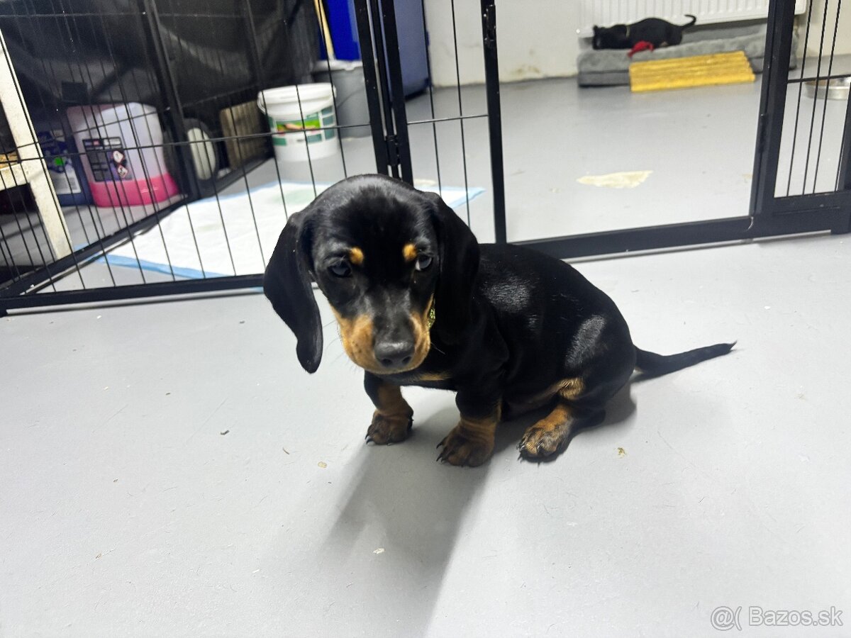 Jazvečík kratkosrstý - 13