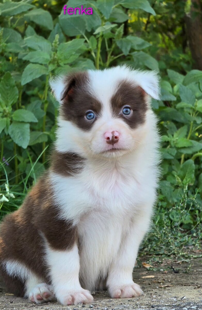 Border collie, kólia bez pp - 13
