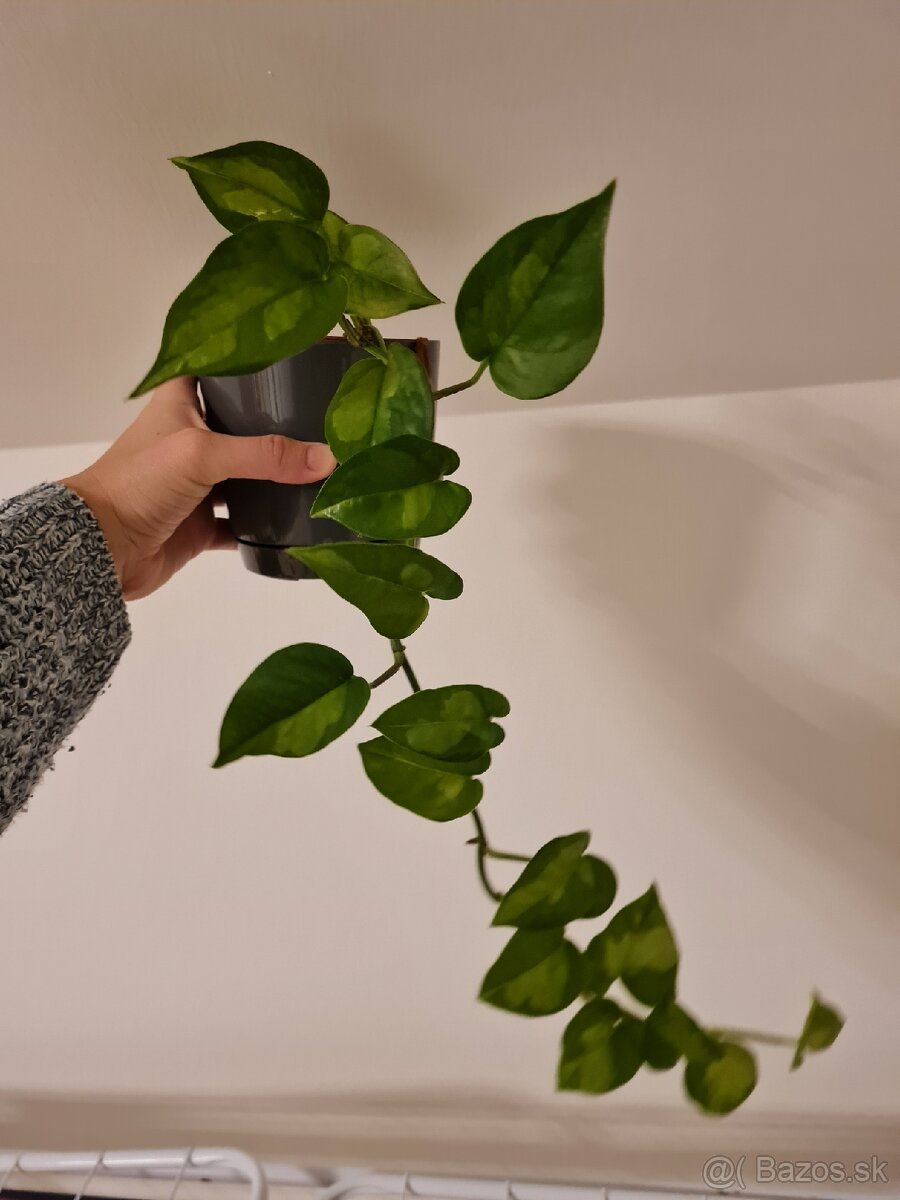 Izbove rastliny - 13